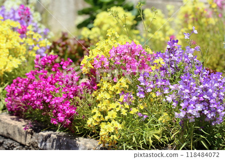 Cute Linaria flower Cute Linaria flower 118484072