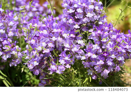 可愛的柳穿魚花 可愛的柳穿魚花 118484073