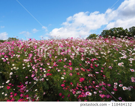 Colorful cosmos fields in Expo Memorial Park 118484132