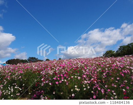 70 屆世博紀念公園內色彩繽紛的宇宙田 118484136