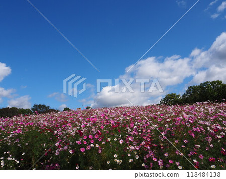 70 屆世博紀念公園內色彩繽紛的宇宙田 70 屆世博紀念公園內色彩繽紛的宇宙田 118484138
