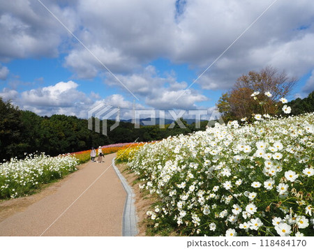 Colorful cosmos fields in Expo Memorial Park Colorful cosmos fields in Expo Memorial Park 118484170