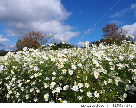 70 屆世博紀念公園內色彩繽紛的宇宙田 70 屆世博紀念公園內色彩繽紛的宇宙田 118484172