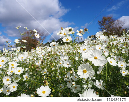Colorful cosmos fields in Expo Memorial Park 118484175