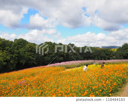 70 屆世博紀念公園內色彩繽紛的宇宙田 70 屆世博紀念公園內色彩繽紛的宇宙田 118484183