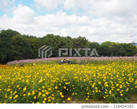 70 屆世博紀念公園內色彩繽紛的宇宙田 70 屆世博紀念公園內色彩繽紛的宇宙田 118484185