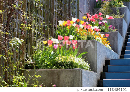 可愛的鬱金香花 可愛的鬱金香花 118484191