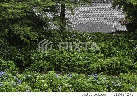 本鄉寺的繡球花盛開 118484275