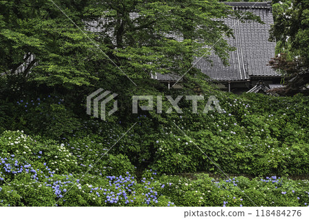Hydrangea in full bloom at Hongoji Temple Hydrangea in full bloom at Hongoji Temple 118484276