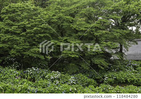 本鄉寺的繡球花盛開 本鄉寺的繡球花盛開 118484280