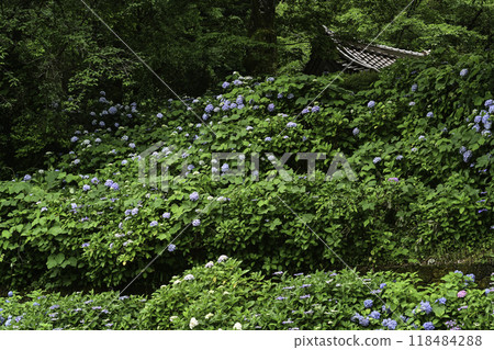 本鄉寺的繡球花盛開 本鄉寺的繡球花盛開 118484288