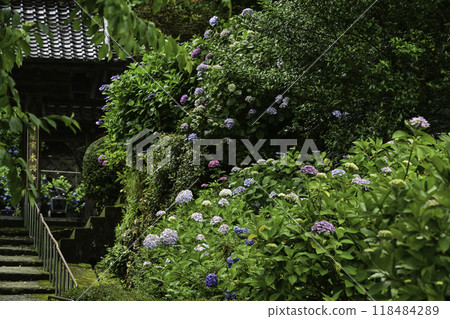 Hydrangea in full bloom at Hongoji Temple Hydrangea in full bloom at Hongoji Temple 118484289