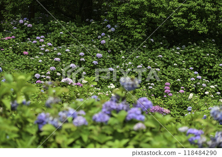 Hydrangea in full bloom at Hongoji Temple Hydrangea in full bloom at Hongoji Temple 118484290