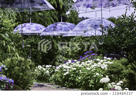 Hydrangeas at Karikara Fudoji Nishinobo Hououden Hydrangeas at Karikara Fudoji Nishinobo Hououden 118484337