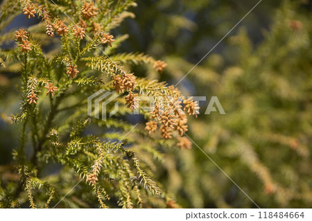 產生雪松花粉的雪松花 118484664