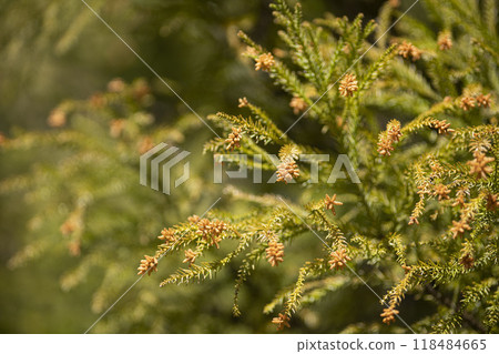 產生雪松花粉的雪松花 118484665