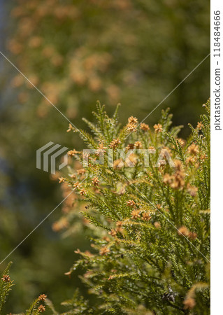 產生雪松花粉的雪松花 118484666