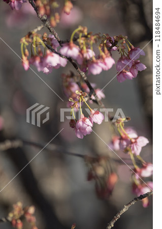 Toi cherry blossoms in full bloom 118484694