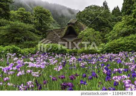 Senko House with Japanese irises in full bloom 118484739