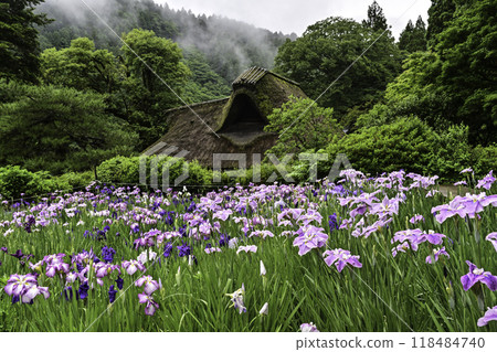 Senko House with Japanese irises in full bloom 118484740