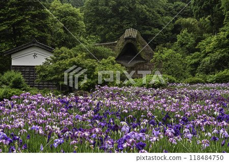 千子的房子,鳶尾花盛開 千子的房子,鳶尾花盛開 118484750