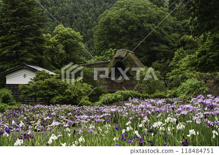 千子的房子，鳶尾花盛開 118484751