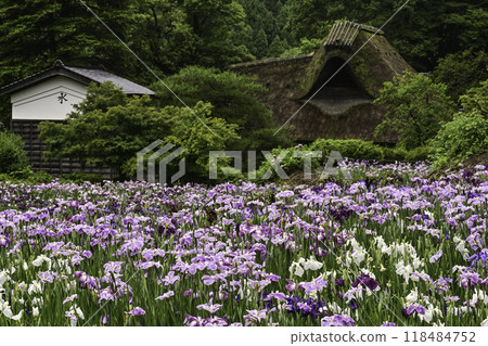 千子的房子,鳶尾花盛開 千子的房子,鳶尾花盛開 118484752