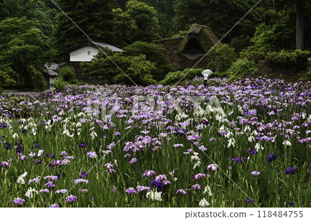 Senko House with Japanese irises in full bloom Senko House with Japanese irises in full bloom 118484755