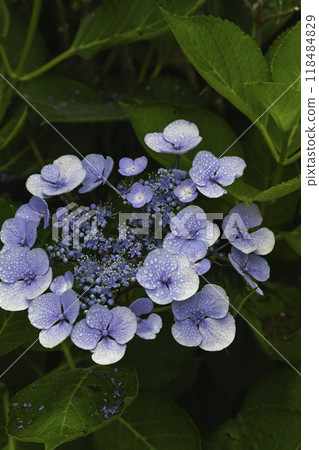 Daijoji Hillside Park where hydrangeas are in full bloom 118484829