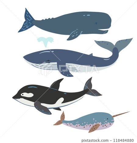 Set of cute hand-drawn whales, blue whale, sperm whale, orca and narwhal.  118484880
