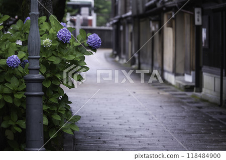 雨中繡球花盛開的一町茶屋街 118484900