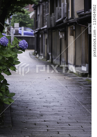 雨中繡球花盛開的一町茶屋街 雨中繡球花盛開的一町茶屋街 118484902