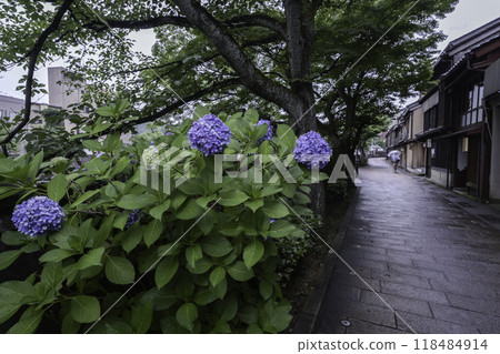 Hydrangeas blooming in the rainy Kazuemachi Chaya District 118484914