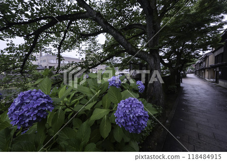 Hydrangeas blooming in the rainy Kazuemachi Chaya District 118484915