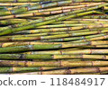 Sugar Cane 118484917