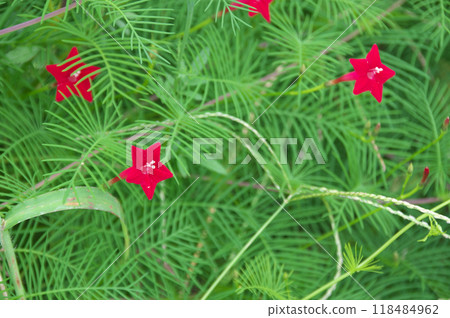 Rakousou Rakousou 118484962