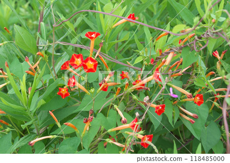 Marubaukou Marubaukou 118485000