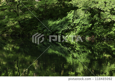 初夏的兼六園，綠意盎然 118485092