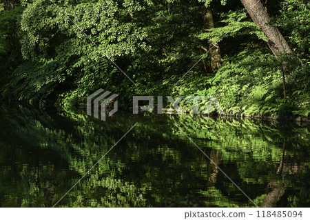 初夏的兼六園，綠意盎然 118485094
