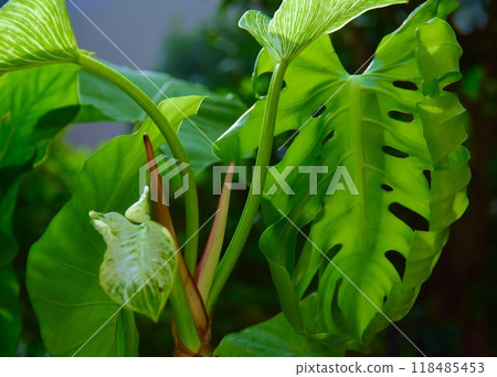 一種熱帶植物，喜歡炎熱的天氣。 118485453