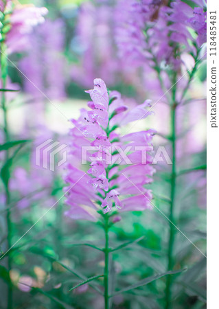 Physostegia virginiana Physostegia virginiana 118485481