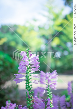 Physostegia virginiana 118485482