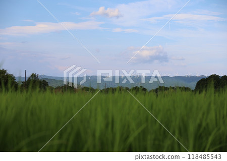 Blue sky and green rice 118485543