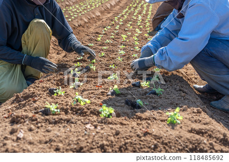 秋天，岐阜縣郡上市，人們在日野高原伊卡之裡的花田和花田的田脊上勞動。 118485692