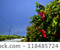 Blue sky  118485724