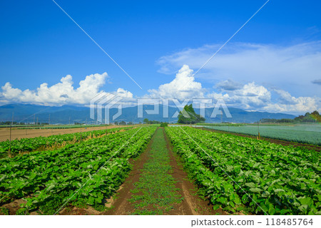 Summer field [Yamagata Village, Higashichikuma District] 118485764