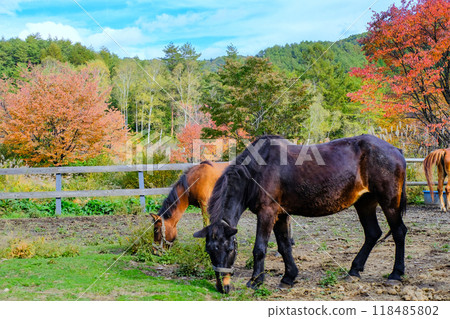 Kiso horse in autumn leaves 118485802