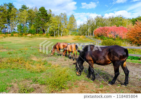 馬在高原牧場吃草 118485804