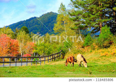 秋天的樹葉中的馬 118485806