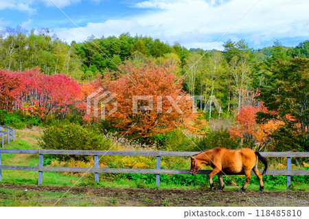 秋天的高原和木曾馬 秋天的高原和木曾馬 118485810